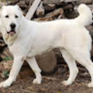 Meet your Posher, Isaac